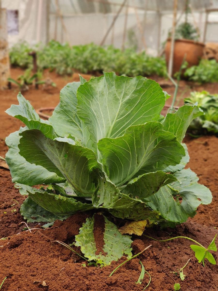 A crop growing in the prepared red earth of a spaced bed