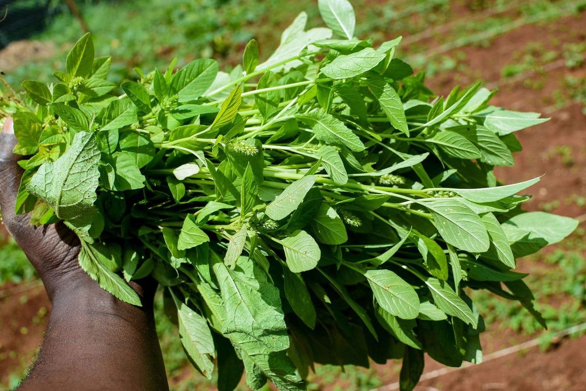 Freshly cut spinach held above a planted bed