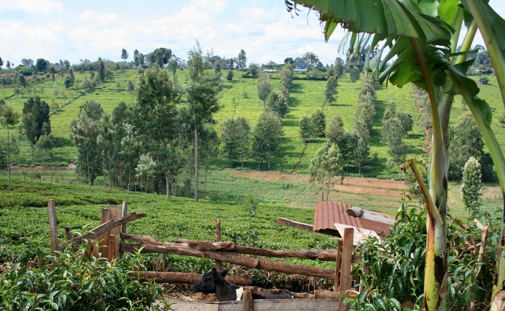 Open farmland and acacia country around Isinya at first light
