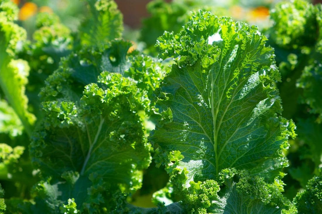 Dense sukuma wiki leaves ready for cutting
