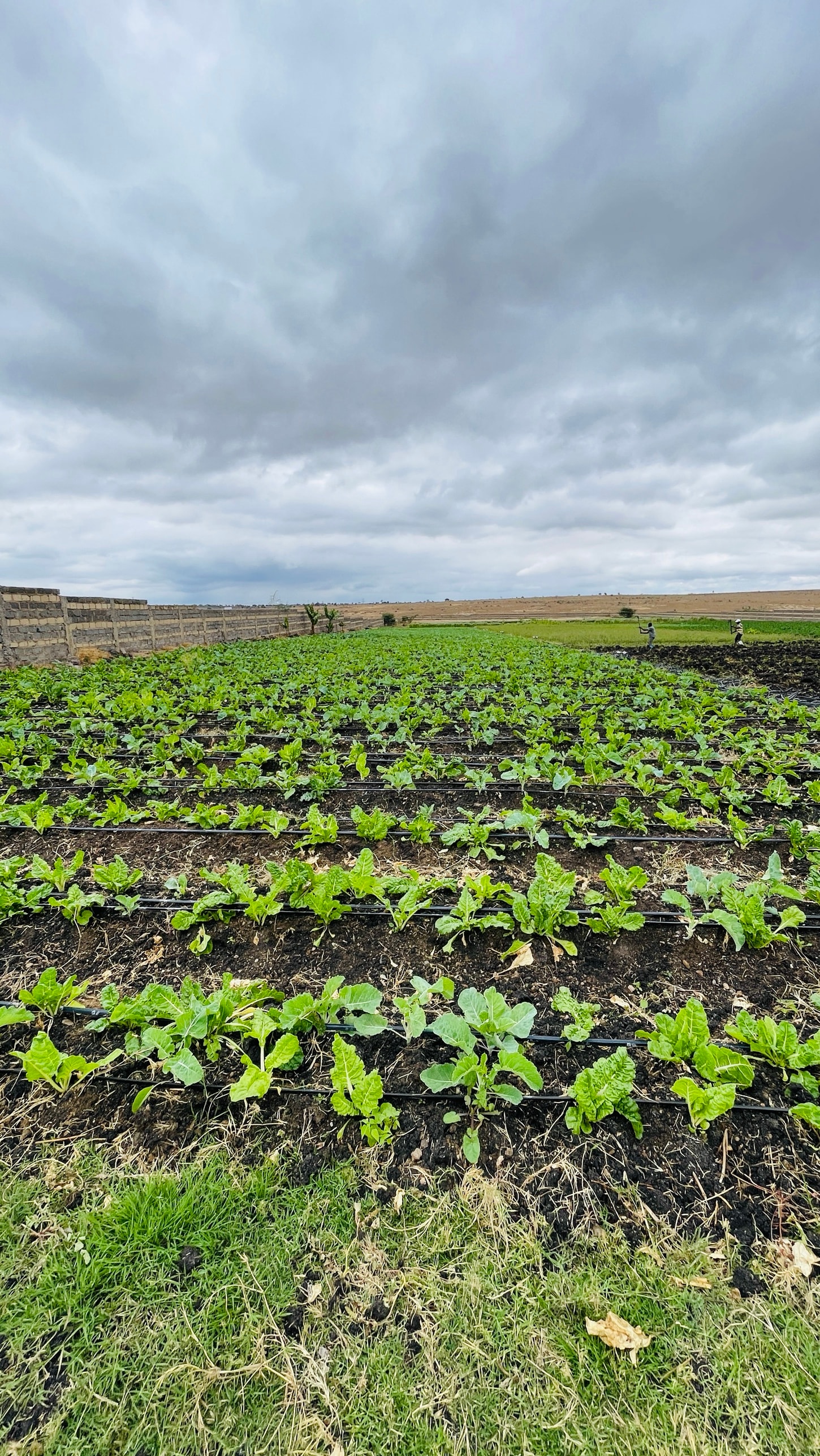 Rows of leafy greens growing under a grey sky, workers tending a bed beyond