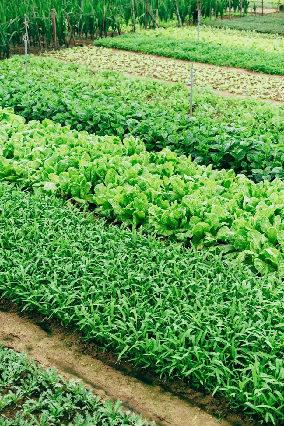 Full-length growing beds and walking paths laid out across a prepared plot